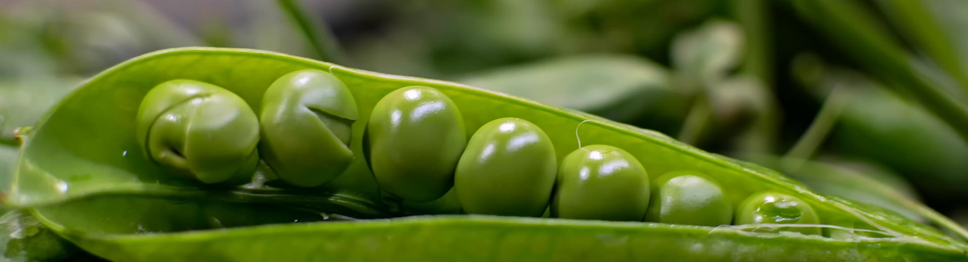 Grossisti di verdura in Piemonte