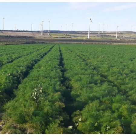 Zarrè Fornitore Finocchi Campania