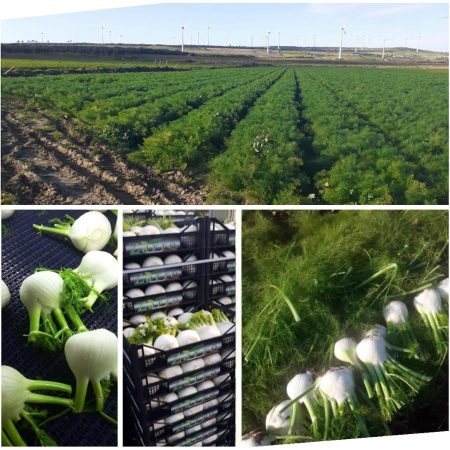 Zarré Fornitore Finocchi Campani