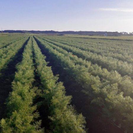 Coltivazioni Finocchi Zarré - Campania