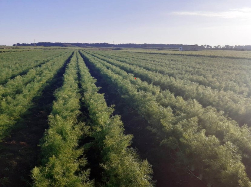 Coltivazioni Finocchi Zarré - Campania