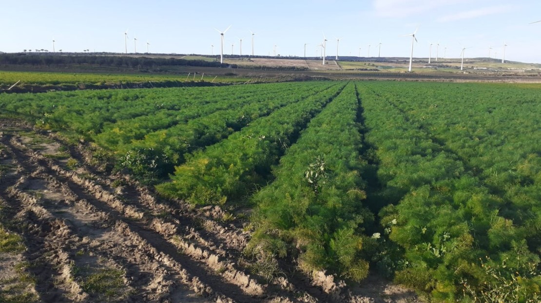 Coltivazione finocchi