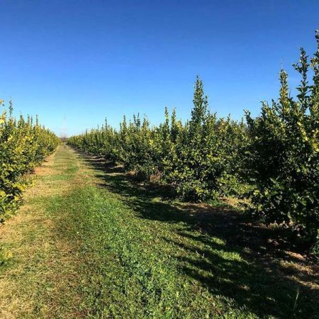 Agricoltore Basilicata Faillace