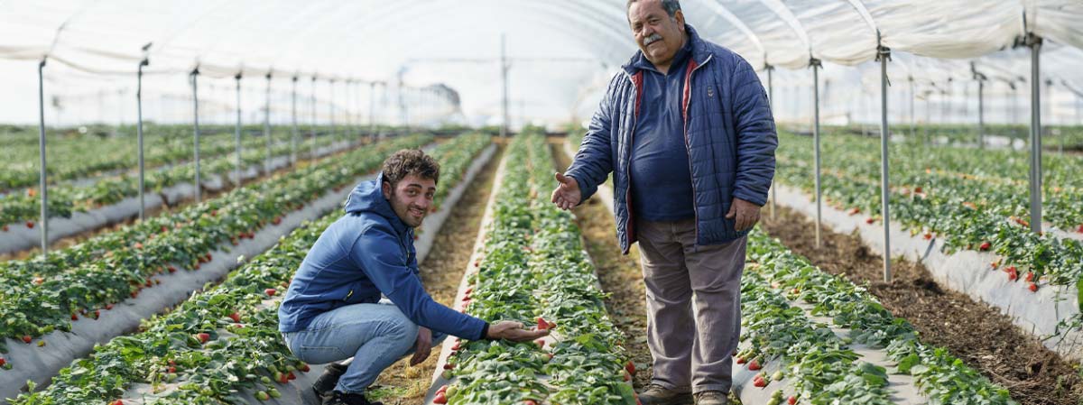 Azienda Agricola Faillace Roberto