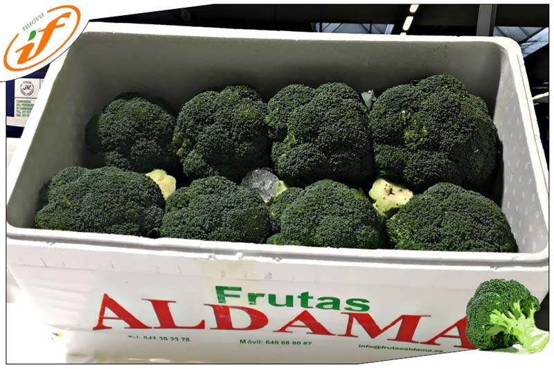 Broccoli Spagna Aldama