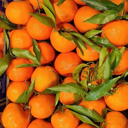 Clementine Calabria