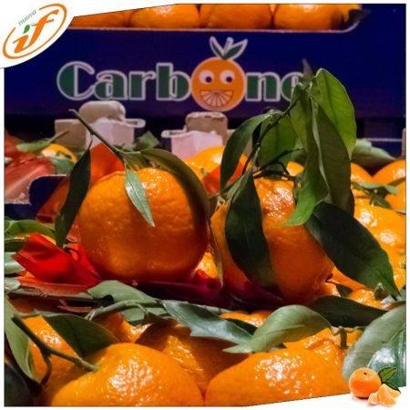 Clementine Carbone