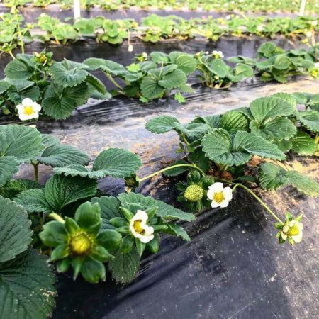 Coltivazione fragole basilicata