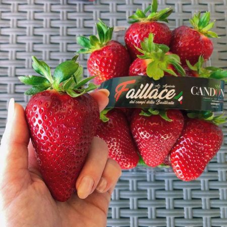 Fragola Basilicata