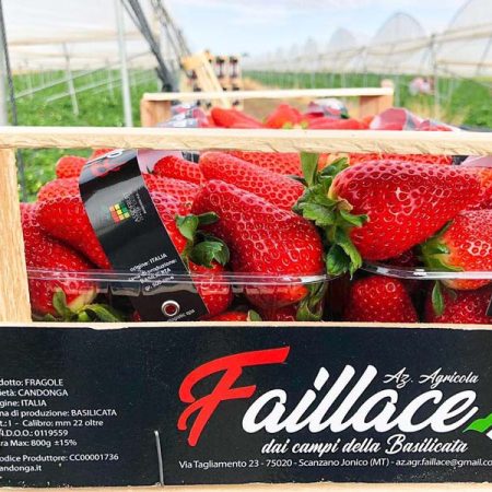 Fragola Candonga