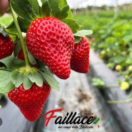 Migliore fragola italiana