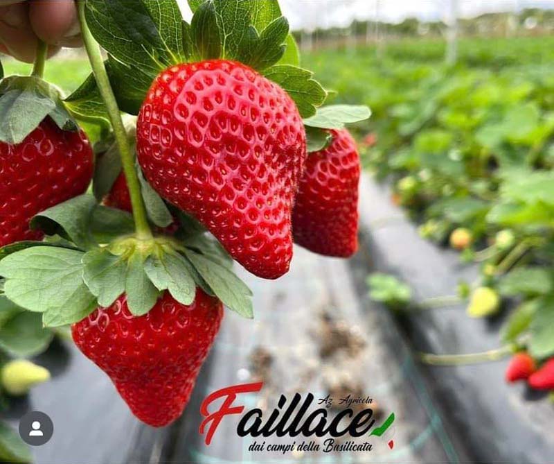Migliore fragola italiana