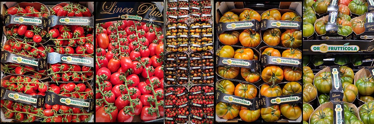 Ortofrutticola Pomodori Pachino