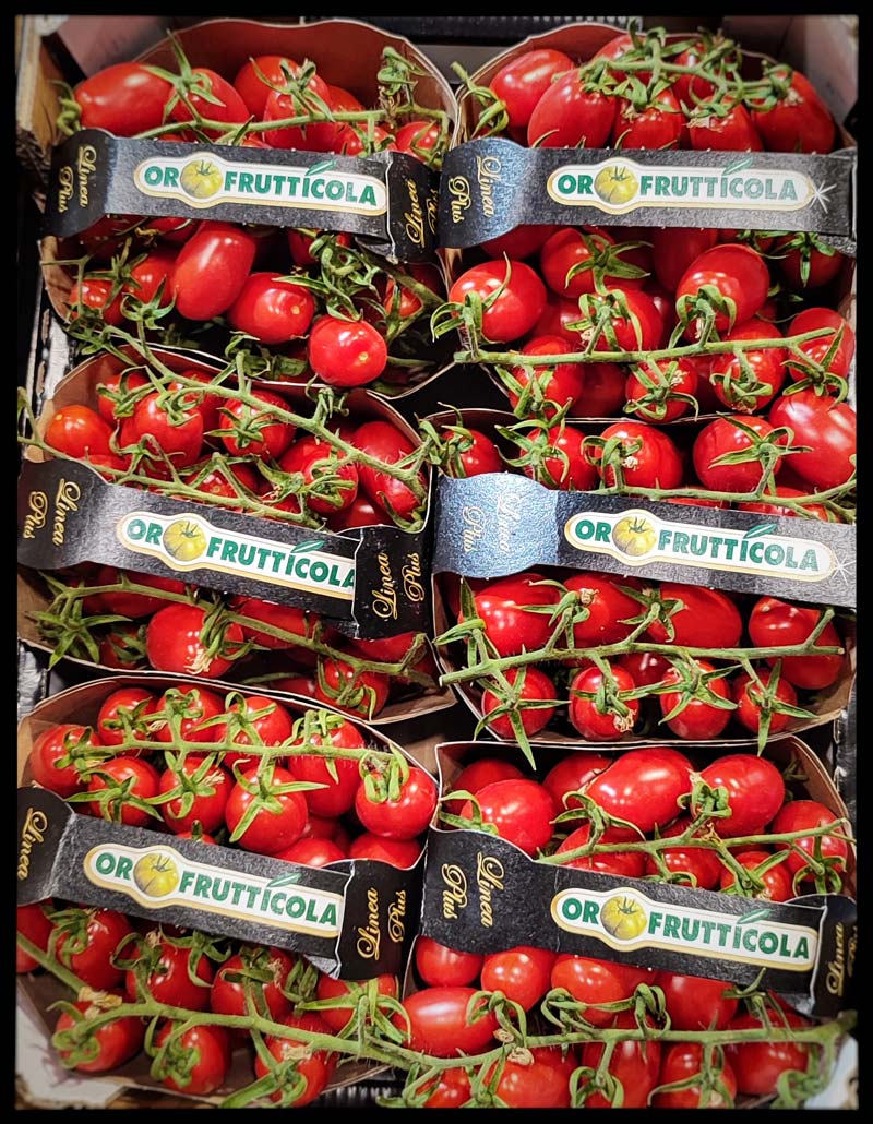 Pomodoro datterino pachino sicilia