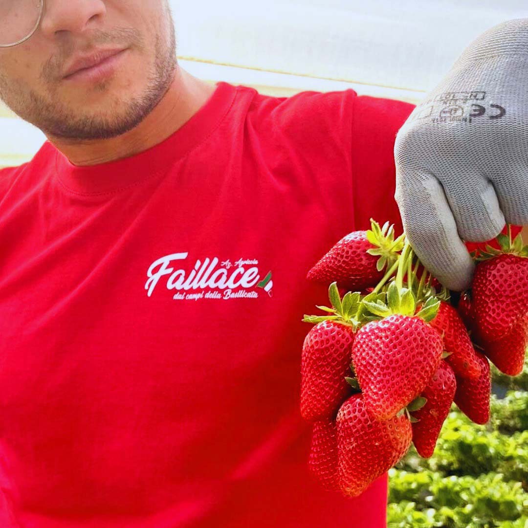 Produzione fragola candonga