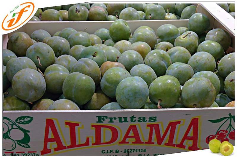 Susine Frutas Aldama