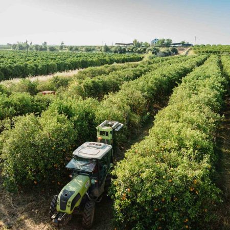 Produzione Bollo Natural Fruits