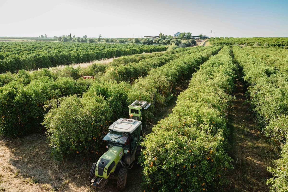 Produzione Bollo Natural Fruits