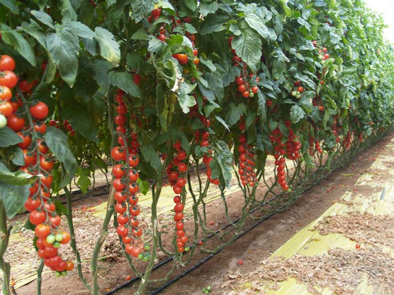 coltivazione pomodoro macle