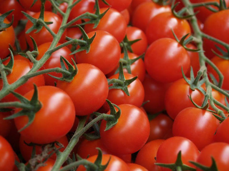 Pomodoro ciliegino sperlonga