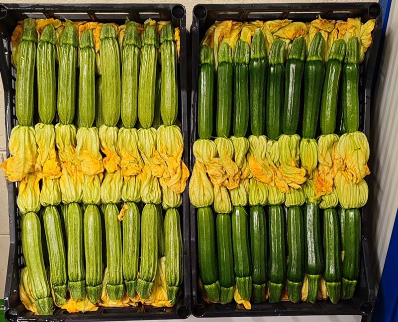 Zucchine col fiore Macle